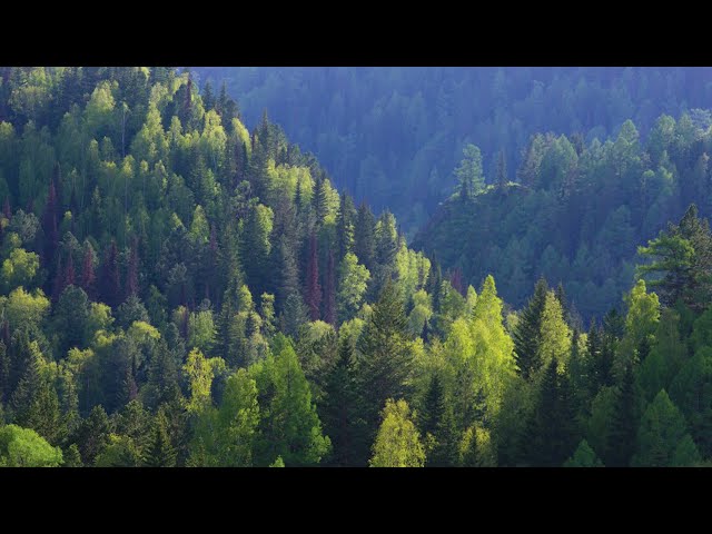 Иркутская область станет приоритетной территорией федерального плана проведения лесоустройства