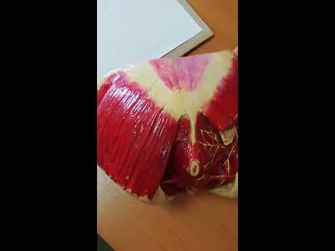 Наружные женские половые органы Промежность