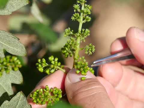 Valentin Blattner - Detailarbeit mit Pinzette - Piwi