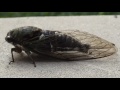 Singing Cicada