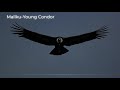 Mallku-Young Condor - Música Andina [Instrumental]