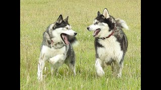 Malamute Sherpa and best friend K&#39;eyush,  adventures through the years