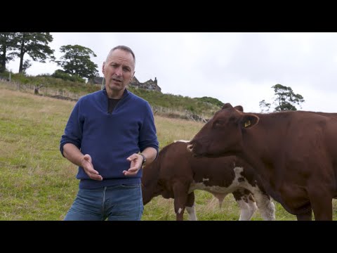 Introducing the Beef Shorthorn Cattle Society