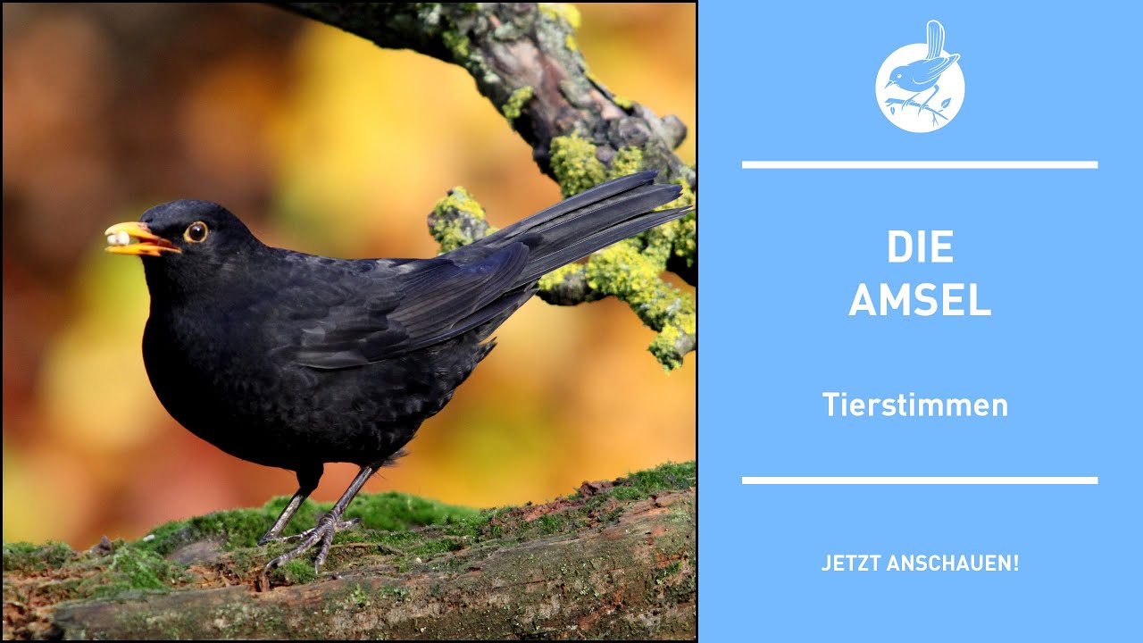 Vogelstimmen: Die Amsel - Common blackbird - Turdus merula (4k)