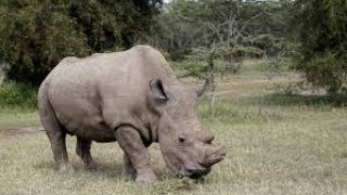 Remembering Sudan The White Rhino, Nokie Edwards, Augie Garrido, Wayne Huizenga