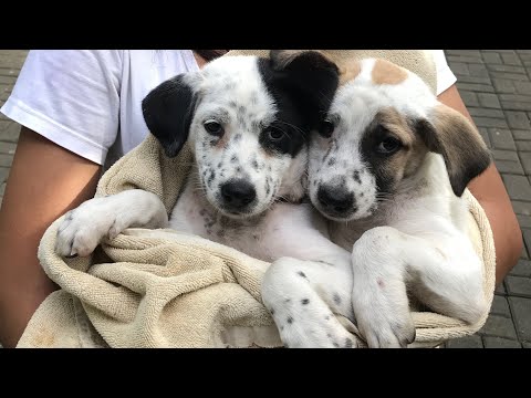 Poor Puppy got his first vaccine [StreetDogsCH] #rescue #animals #dog #puppy #vaccine #poorpuppy