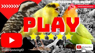 Download lagu masteran burung lovebird lakbet gacor dengan kenari serta pelatuk gacor nembak mp3