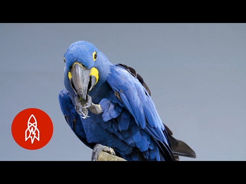 image-What is the largest macaw?