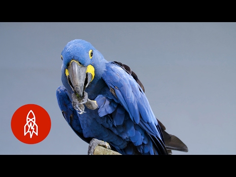 世界で最も大きく、最も青いオウムを満たす (Meet the Biggest and Bluest Parrot in the World)