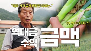 역대급 수익! 역대급 대파 금맥