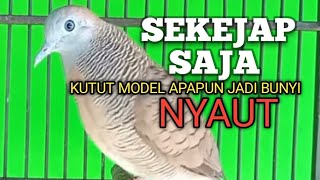 Download lagu PERKUTUT LOKAL GACOR mbekur bikin Lawan Emosi jadi Bunyi NYAUT ikut MANGGUNG jadi Nggayer  mp3