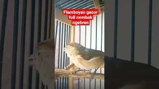 Download lagu suara burung flamboyan gacor full nembak ngebren mp3 Download lagu suara burung flamboyan gacor full nembak ngebren mp3