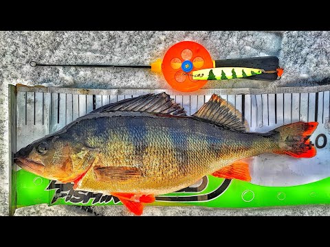 RUTHLESS PYSTYPILKKI ESITTELY | KUHAN KALASTUS | AHVENEN PILKINTÄ | PILKKIMINEN