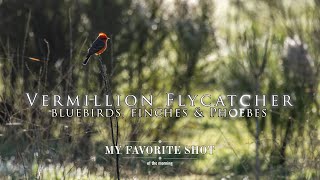 Vermillion Flycatcher, bluebirds, finches & phoebes | Canon R7 & RF 100-500mm  lens - rig of choice!