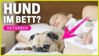 Sollten Hunde im Bett schlafen? Pro & Contra auf einen Blick!