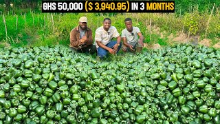 Why Green Pepper is the Most Profitable Vegetable to Grow in Ghana | DETAILED GUIDE! #greenpepper