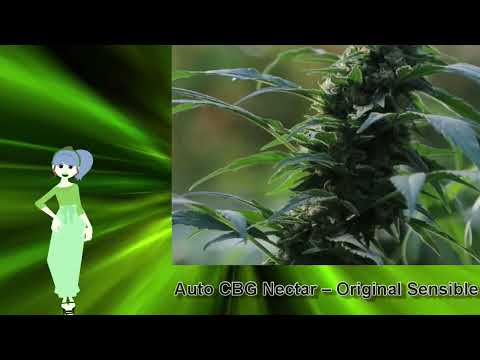 Auto CBG Nectar – Original Sensible