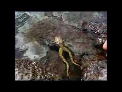 Disappearing Frogs | KQED QUEST