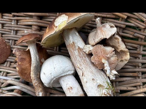 Pesquisa sobre cogumelos de outubro de 2023