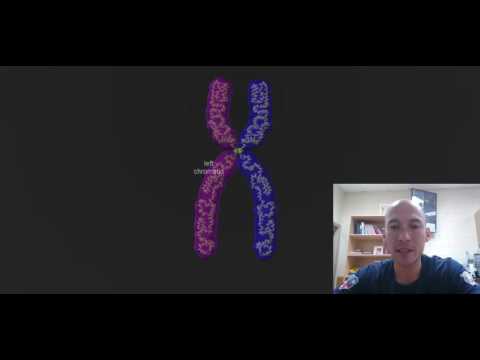 Chromosome Video