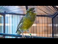If you have a Canary with a weak singing voice, he will never stop singing after this Training Song