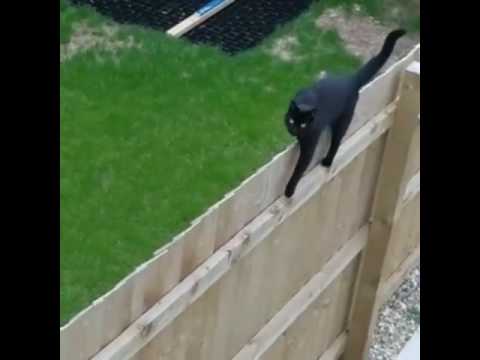 Cat Jumps Over Fence