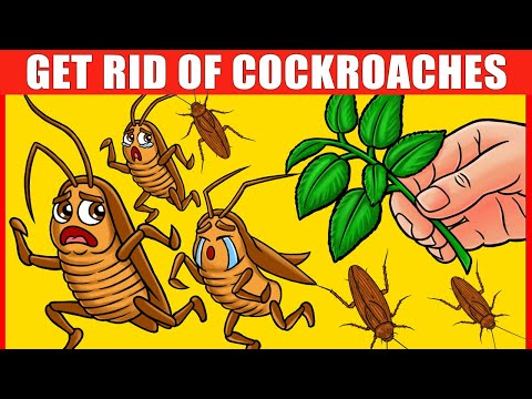 These Home Remedies for Cockroaches Actually Work!