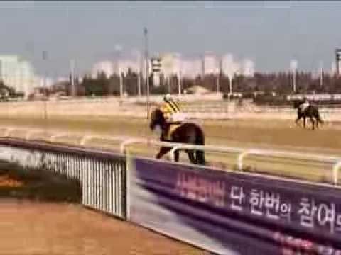 Horse racing in Seoul