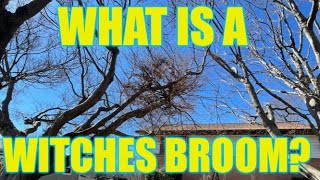 What Is A Witches&#39; Broom? - JAPANESE MAPLES EPISODE 133