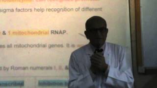 15) Dr.Rasheed 17/04/2014 [ initiation - elongation of transcription in prokaryotes & eukaryotes ]