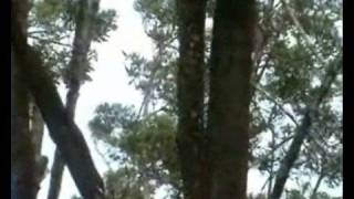 preview picture of video 'Proboscis monkey'