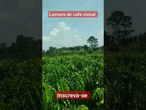 lavoura de cafe em campo novo Rondônia 1 ano e 7 meses #brasil #agriculture #café