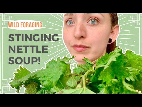 Nutritious Stinging Nettle Soup || FORAGING FOOD