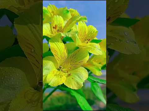 nature video 🌷#status #flowers #nature #kudrat #ytshorts #short video.