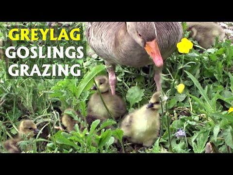 Graylag goslings go grazing. PART 27