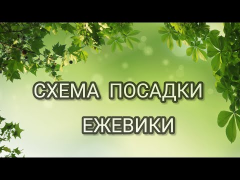 Схема посадки ежевики