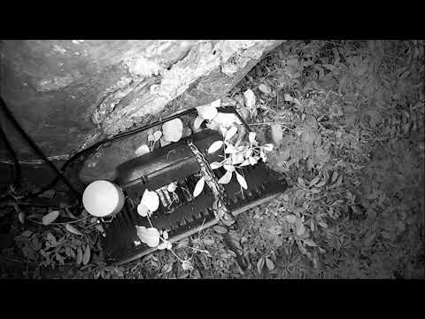 Djuma: Southern African Python gets Squirrel below cam under the light (SLOW MODE) - 03/24/2023