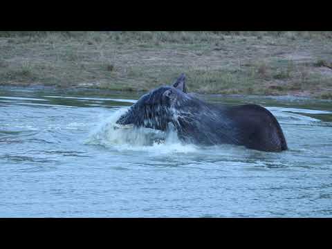 Elephant Hunts Hippo