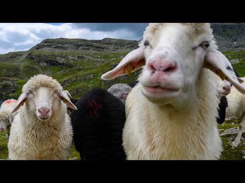 FOTOGRAFIEREN mit unerwarteten HINDERNISSEN