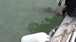 preview picture of video 'Catch & release of a 45 lb Chinook in beautiful Rivers Inlet. Thanks to Ken.'