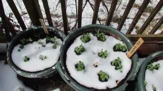 MFG 2015: Examples of Cool Weather Crops - Peas, Kale, Spinach, Lettuces & Greens