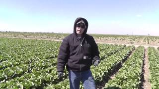 preview picture of video 'Markon Live from the Fields, High Winds in the Huron, California Growing Region, April 9, 2013'