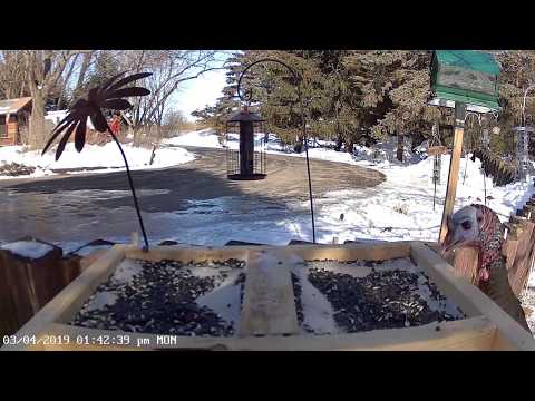 Red-Headed Turkey at the Bird Feeder