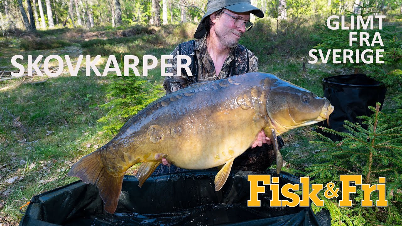 NY VIDEO: SKOVKARPER – GLIMT FRA SVERIGE