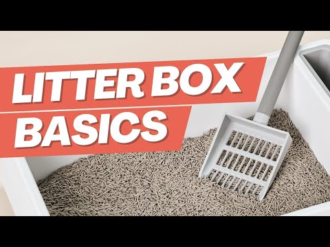 Cleaning the Litter Box - EVERYTHING You Need to Know!