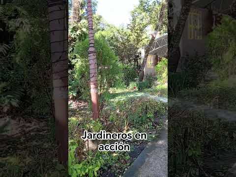 El amigo koky en su labor diaria en parque de san José guayabal 🌎