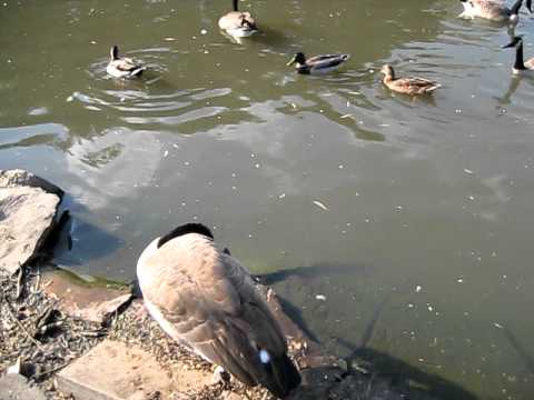 Jack Miner Bird Sanctuary - Kingsville, ON 2010