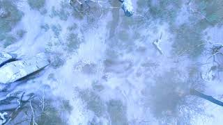 snowy forest grove day snowing