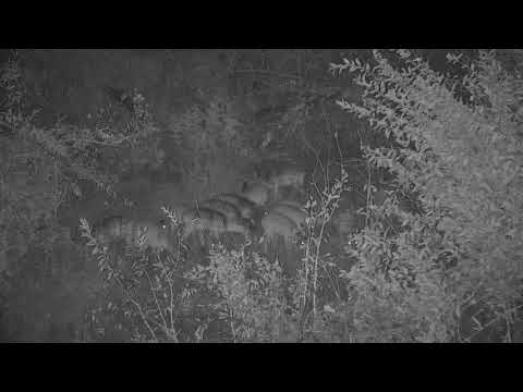 Djuma: Impalas-Pt:1 - 21:24 - 07/02/20