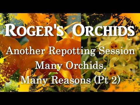 Another Repotting Session - Many Orchids, Many Reasons (Pt 2)